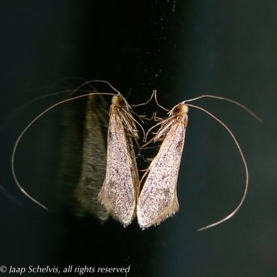 00391 Bleke Langsprietmot