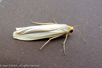 10493 Vaal Kokerbeertje - Hoary Footman - Eilema caniola