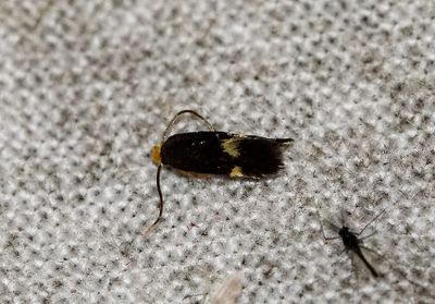 0240 Viervlekdwergmot - Bohemannia quadrimaculella