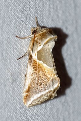 07483 Vuursteenvlinder