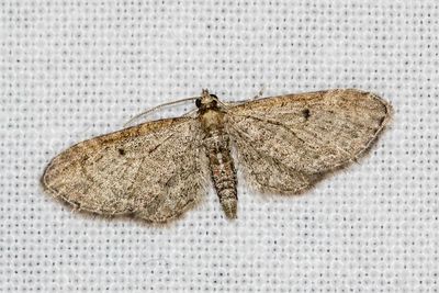 08475 Wilgendwergspanner