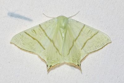 07659 Vliervlinder