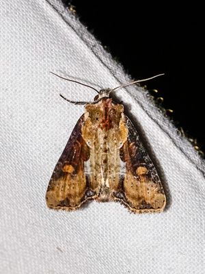 09775 Moeras-grasuil