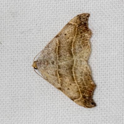 08975 Bruine Sikkeluil