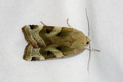 10100 Breedbandhuismoeder