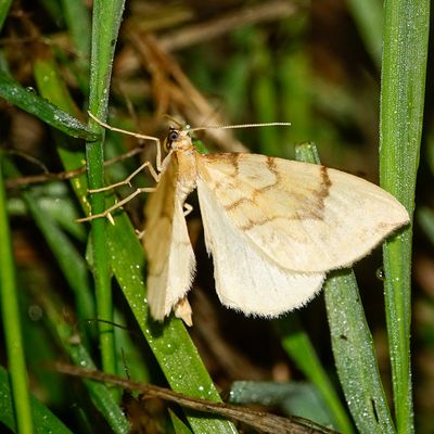 08335 Gele Agaathspanner