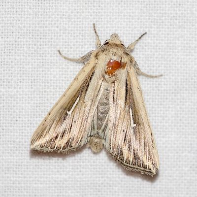 10022 Witte-L-uil