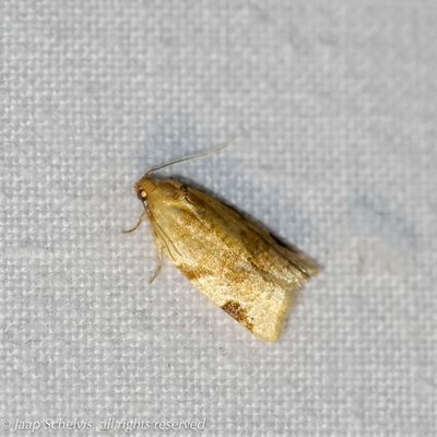 4533 Scherpbandbladroller - Paramesia gnomana