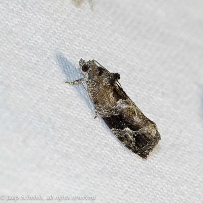 4679 Schaduwfruitbladroller - Eudemis porphyrana