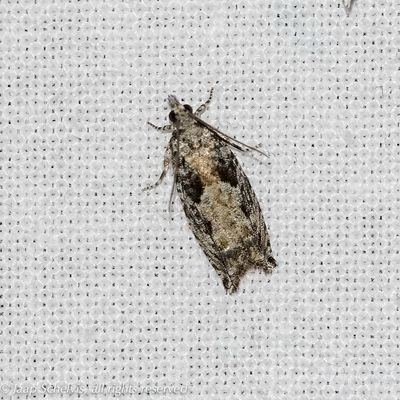 4878 Variabele Oogbladroller - Epinotia nisella