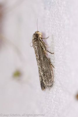 5980 Geelpalpmot - Royal Knot-horn - Eccopisa effractella