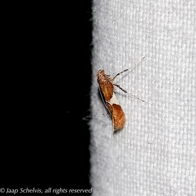 01131 Wilgensteltmot - -Caloptilia stigmatella