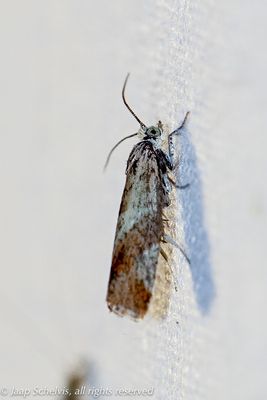 04850 Fraaie Oogbladroller - Willow Tortrix - Epinotia cruciana