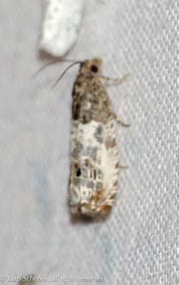 05025 Rozenhermelijnbladroller - Notocelia rosaecolana