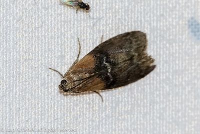 05727 Bandlichtmot - Sciota adelphella