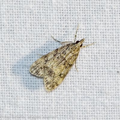 06180 Lichte Granietmot - Eudonia lacustrata