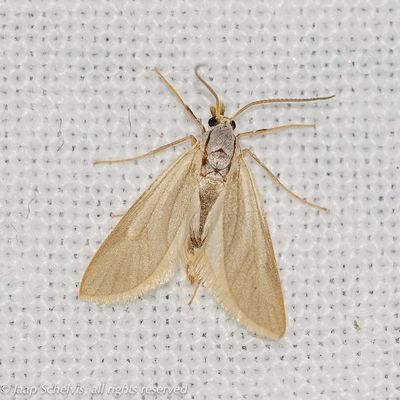 06421 Duikermot - Water Veneer - Acentria ephemerella