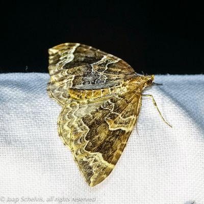 08330 Wortelhoutspanner - Phoenix - Eulithis prunata