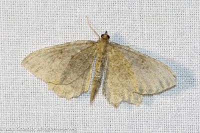 08432 Sporkehoutspanner - Brown Scallop - Philereme vetulata