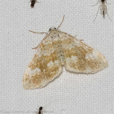 08464 Silenespanner - Sandy Carpet - Perizoma flavofasciata