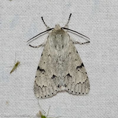 08779 Schaapje - Miller - Acronicta leporina