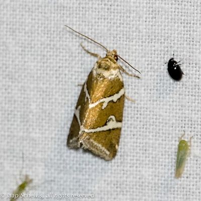 09118 Zilverstreep - Silver Barred - Deltote bankiana