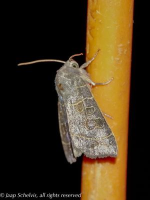 09528 Tweekleurige Heremietuil - Olive - Ipimorpha subtusa