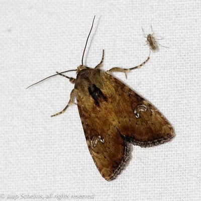 09774 Bosgrasuil - Slender Brindle - Apamea scolopacina
