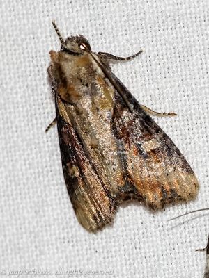 09775 Moeras-grasuil - Double Lobed - Apamea ophiogramma