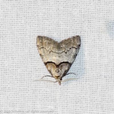 10427 Klein Visstaartje - Short-cloaked Moth - Nola cucullatella