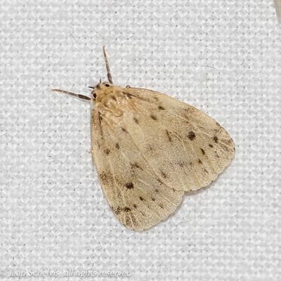 10466 Rondvleugelbeertje - Round-winged Muslin - Thumatha senex