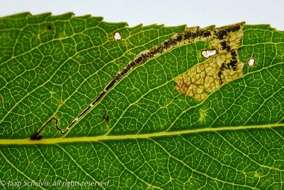 00144 Schietwilgmineermot - Stigmella obliquella