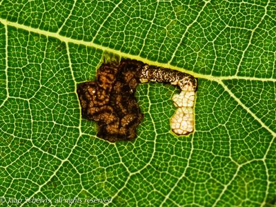 01093 Lindeooglapmot - Bucculatrix thoracella