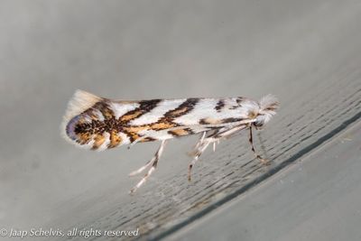 01248 Gewone Esdoornvouwmot - Phyllonorycter geniculella