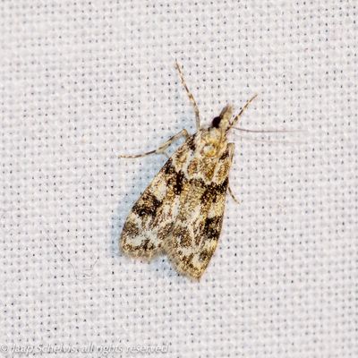 6189 Zwartvlekgranietmot - Eudonia delunella