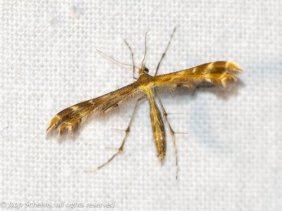 5445 Streepzaadvedermot - Breckland Plume - Oxyptilus distans