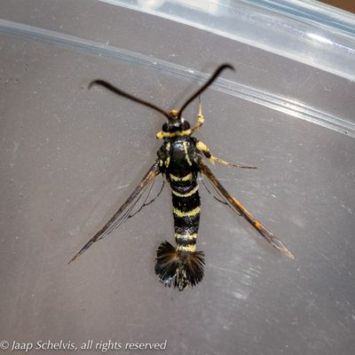 4059 Eikenwespvlinder - Yellow-legged Clearwing - Synanthedon vespiformis