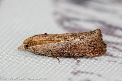 5589 Grote Wasmot - Wax Moth - Galleria mellonella
