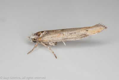 1361 Olijfmineermot - Zelleria oleastrella