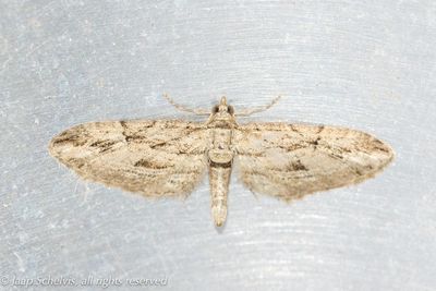 08584 Cipresdwergspanner - Cypress Pug - Eupithecia phoeniceata