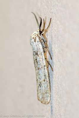 10528 Grasbeertje - Speckled Footman - Coscinia cribraria