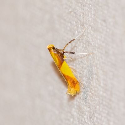 01110 Goudvleksteltmot - -Caloptilia alchimiella