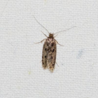 02284 Bruine Huismot - Brown House-moth - Hofmannophila pseudospretella