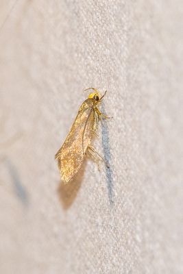 02299 Zwamboorder - Crassa unitella