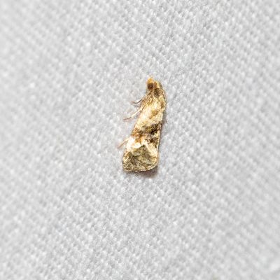 04287 Gewoon Smalsnuitje - Eupoecilia angustana