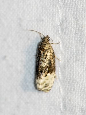 04701 Berkenmarmerbladroller - Apotomis betuletana