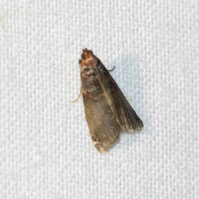 05856 Mutsjeslichtmot - Trachycera advenella - Acrobasis advenella