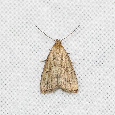 08863 Moeras-micro-uil - Marsh Oblique-barred - Hypenodes humidalis