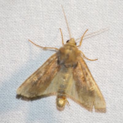 09857 Gele Lis-boorder - The Crescent - Helotropha leucostigma