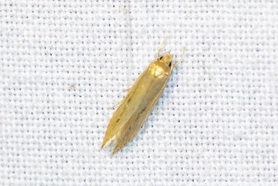3154 Lisdoddeveertje - Limnaecia phragmitella
